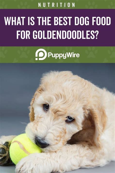 Know what the best dog food for goldendoodle are! Best Dog Food for Goldendoodles: Guide w/ Top 7 Picks ...