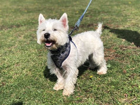 Snowy 3 Year Old Male West Highland White Terrier Dog For Adoption