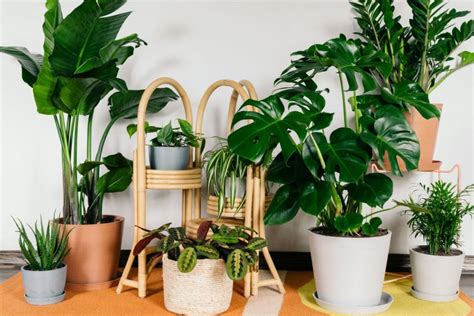 Best Indoor Tropical And Hanging Plants For Low Light