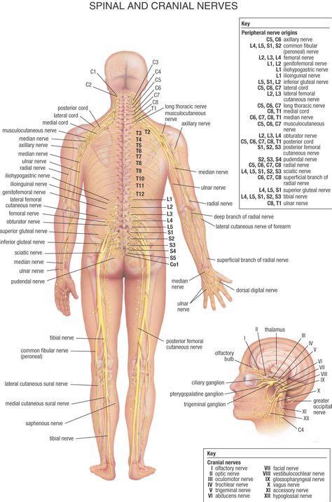 Spinal And Cranial Nerves Nerve Anatomy Human Body Anatomy Human