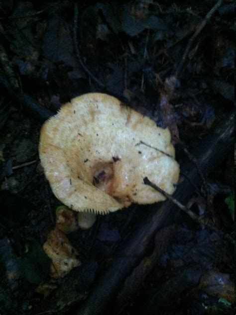 Pictures Of Edible Mushrooms In Kentucky