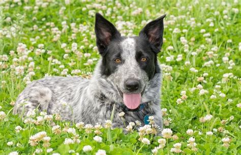 Australian Shepherd Mix Dogs 9 Best Aussie Shepherd Cross Breeds All