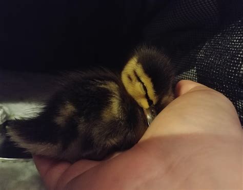 Sleepy Duck Reyebleach