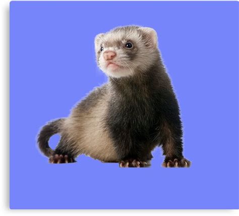 Funny Weasel T Get Serious Get Weasel Canvas Print By Mobarmige