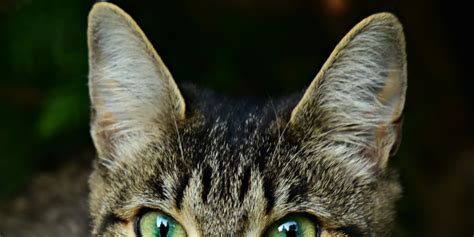Caring For Your Cats Ears International Cat Care