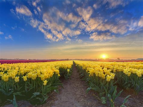 Gold Sunset Netherlands Spring Flowers Plantation With Yellow Red And Pink Tulips 4k Ultra Hd Tv