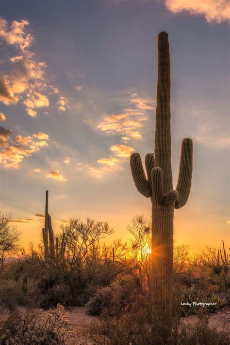 Sunset At Saguaro Desert Saguaro Cactus At Sunset In Sonoran Desert