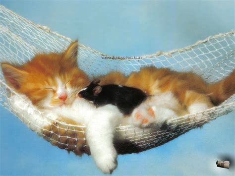 Cute Little Kitten Cute Kittens Wallpaper 16288228