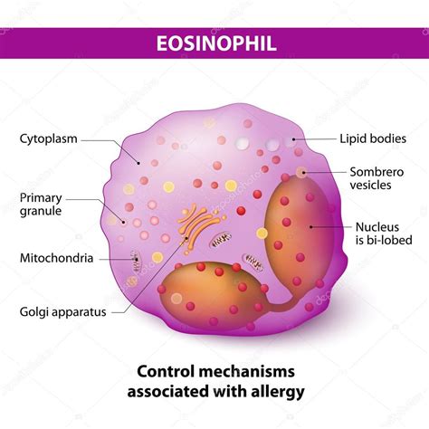 Eosinophil Characteristics And Structure Of Lymphocy — Stock Vector