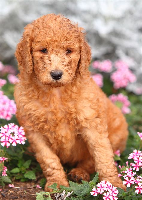 Standard poodle puppies for sale in californiaselect a breed. Standard Poodle Dog Breed Information Center