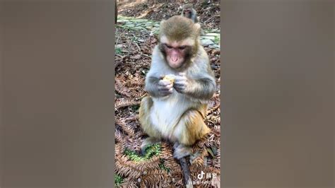 Adorable Baby Monkeys 🙊 Monkey Lyly 😍 Tik Tok Animals96 Youtube