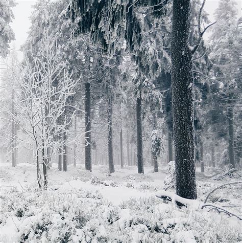 Withered Trees Winter Season Tall Covered Snow Winter Cold