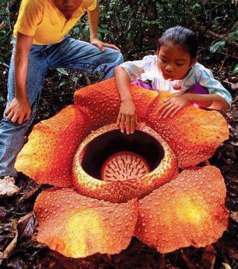 This Flower Rafflesia Arnoldii Is The Largest Flower In The World The