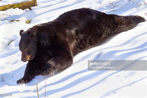 Black Bear Sliding High Res Stock Photo Getty Images