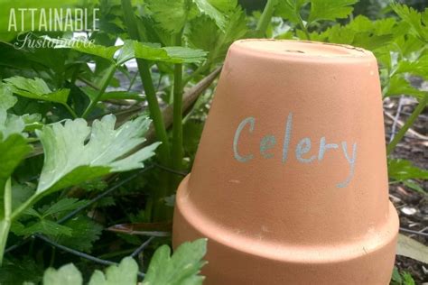 15 Cheap And Easy Diy Garden Markers For Your Garden