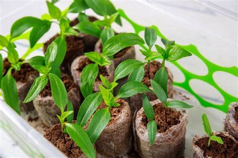 5 Bell Pepper Growing Stages An Ultimate Guide
