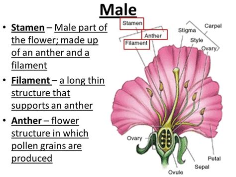 What Is The Importance Of Stamen In A Flower Best Flower Site