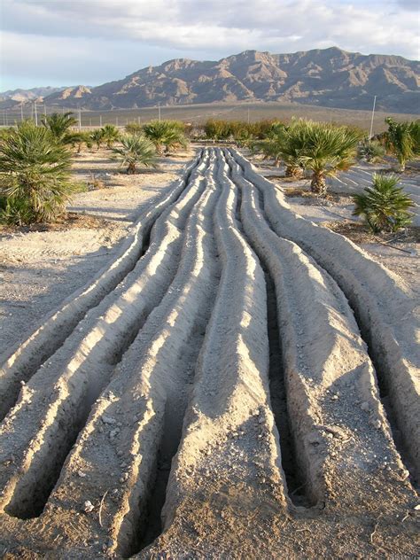 Xtremehorticulture Of The Desert 07 July 2019