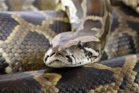Mind Blowing Facts About Snakes That Will Leave You Dumbfounded