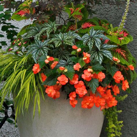 Great For Partial Shade Flower Containers Container Plants Container