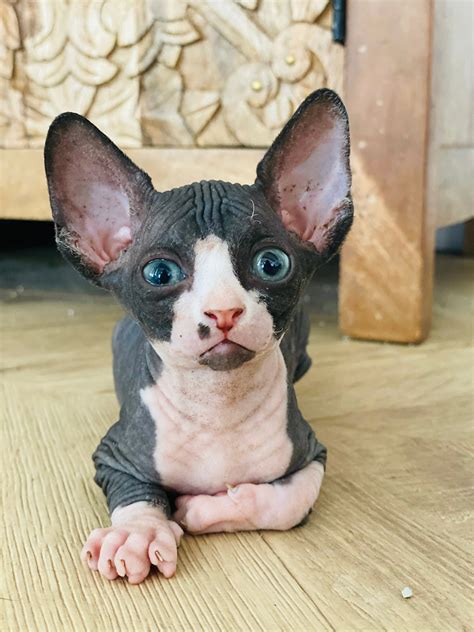 What You Need To Know Before Bringing Home A Sphynx Cat
