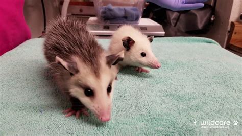 Opossum Babies Being Examined At Wildcare Youtube