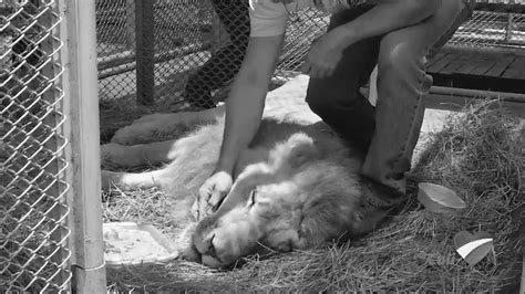Skinny Lion Diagnosed With Cancer In Fight For Life