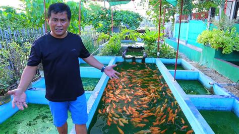 Backyard Fish Farming Tips│harvesting Hundreds Of Fish And Feeding Of