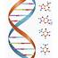 ASCIP » Blog Archive Should Genetic Testing Be Part Of A Benefits 