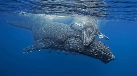 We did not find results for: Humpback Whale HD Wallpaper | Background Image | 2000x1125 | ID:1093791 - Wallpaper Abyss