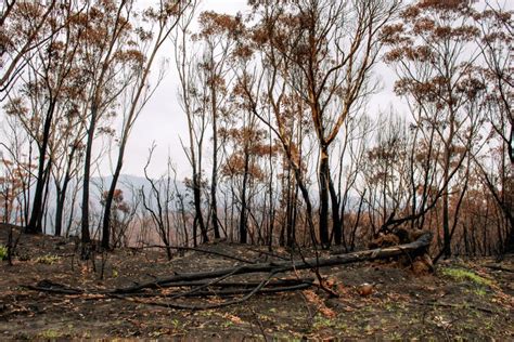 Australian Bushfires Aftermath Eucalyptus Trees Recovering After
