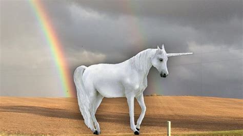 Top 175 Unicorn Real Animal