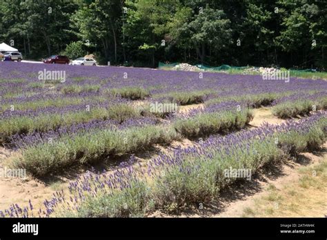 Lavender Fields Ready For Harvest Stock Photo Alamy