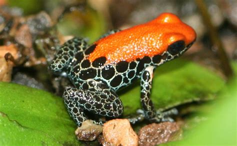 Red Backed Poison Dart Frog Reptipedia The Reptile And Amphibian Wiki
