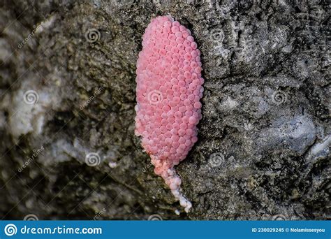 Cluster Of Pink Snail Eggs In Everglades National Park Stock Image