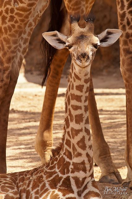 Smiling Baby Giraffe Flickr Photo Sharing