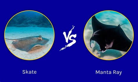 Skate Vs Manta Ray What Are The Differences Imp World