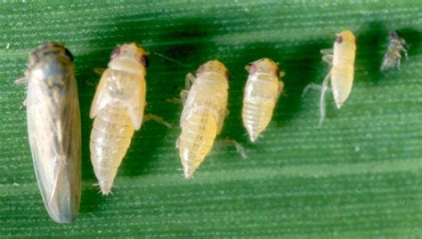 Agriculture Sciences Pests Of Mango In Pakistan And Their