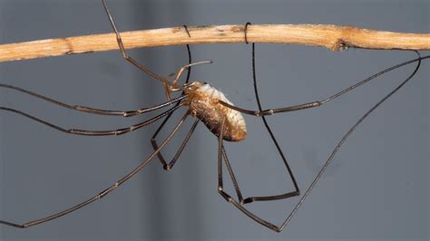 How A Daddy Long Legs Harvestman Grows Such Strange Legs The New York