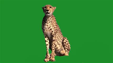 Cheetah Looking Around On Green Screen 1 Stock Motion Graphics Sbv