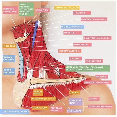 Jugular Trachea Human Anatomy And Physiology Anatomy Sketches