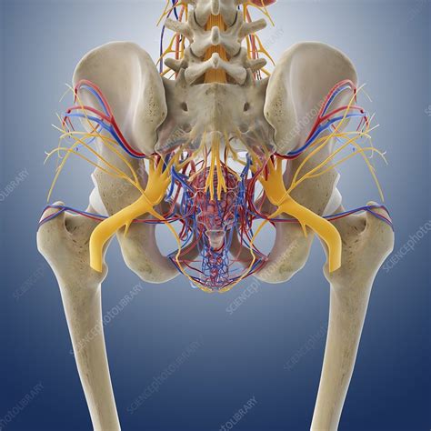 Female Pelvic Anatomy Artwork Stock Image C014 8530 Science