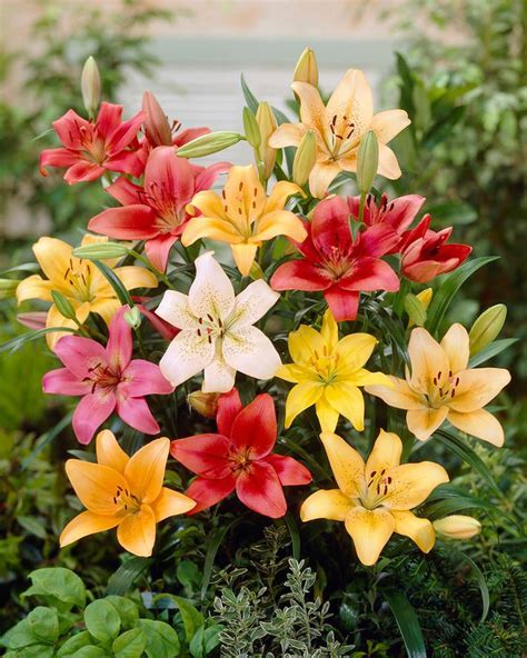 Lily Asiatic Mixed Colours Bulbs — Buy Mixed Asiatic Lilies Online At