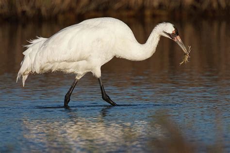 Whooping Crane Grus Americana Wintering Photograph By Danita Delimont