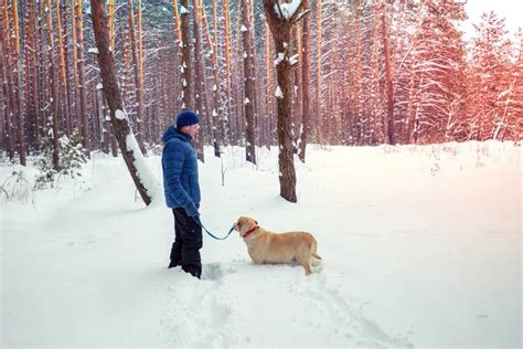 A Man With A Dog Labrador Retriever On A Leash Walks In A Snowy Winter