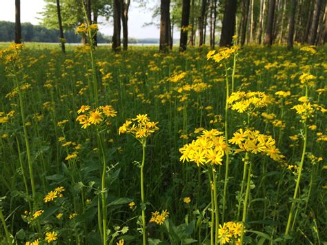 Field Of Yellow Flowers At Hovey Lake Photographed By Paige Knowles