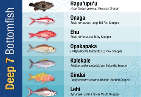 Scientists Plan Comprehensive Survey Of Hawaiis Bottomfish Population