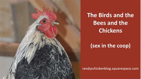 The Birds And The Bees And The Chickens Sex In The Coop — Randys