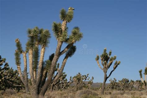 Joshua Trees In Mojave Desert California Stock Image Image Of