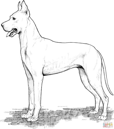 Great dane dog breed information. Great Dane | Dog coloring page, Great dane, Puppy coloring ...